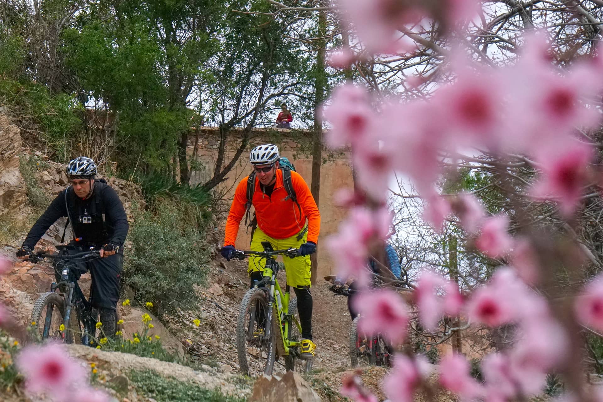Two riders on a stony trail past almond trees in blossom