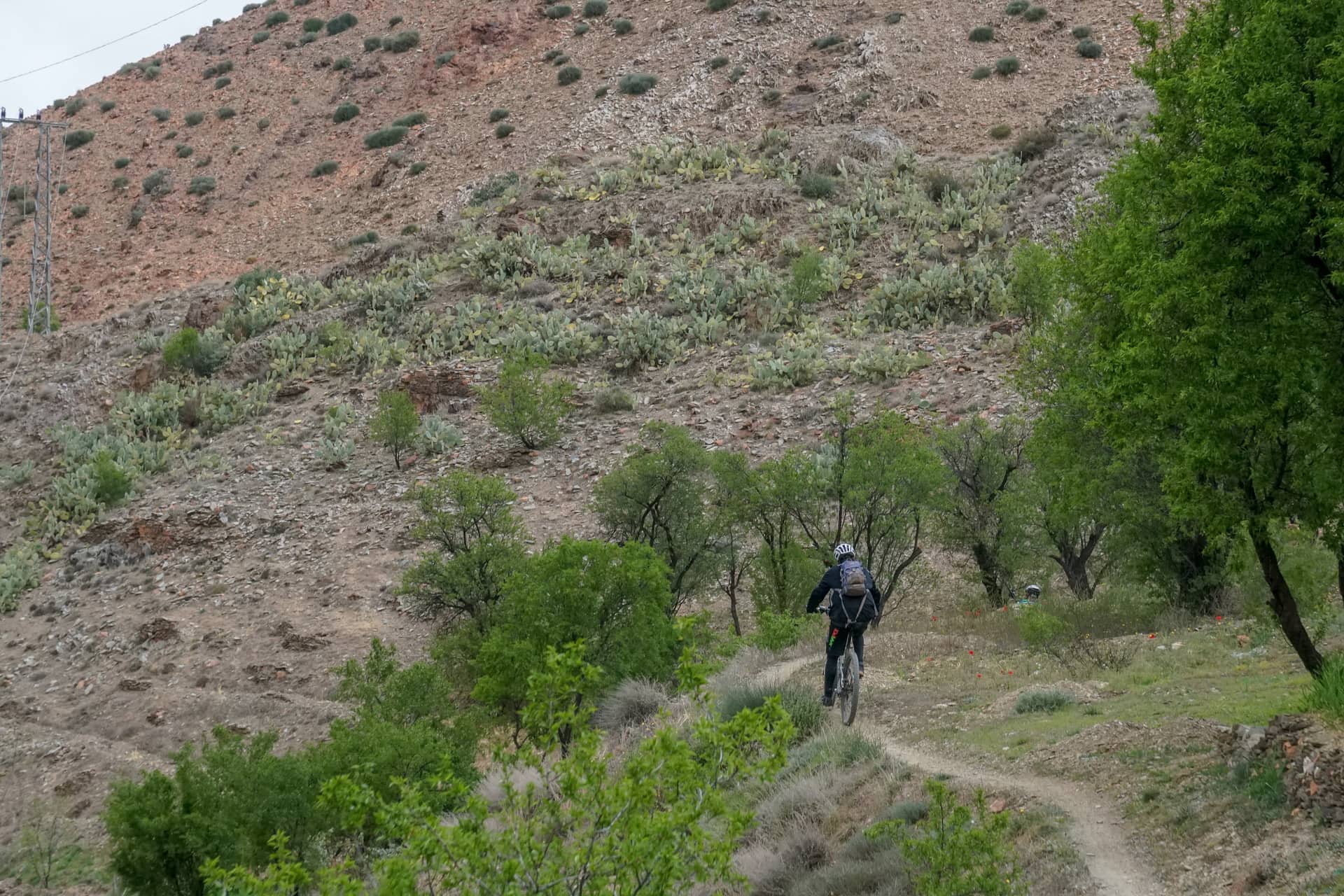 Rider on singletrack winding through prickly pear on a dry hillside