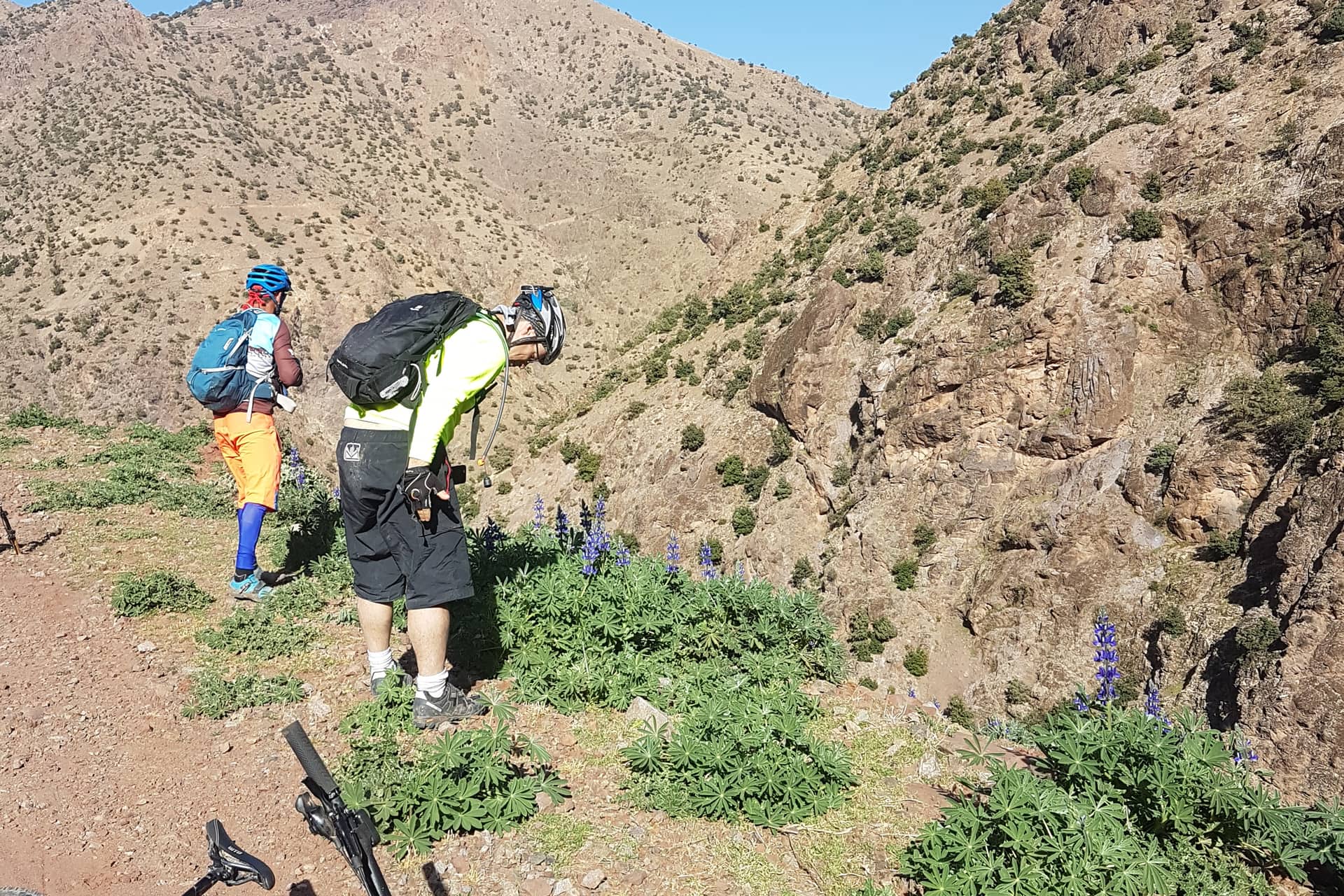 Two riders stopped on a trail among wild lupins on an Atlas hillside